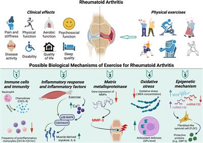 Clinical effect and biological mechanism of exercise for rheumatoid arthritis: A mini review